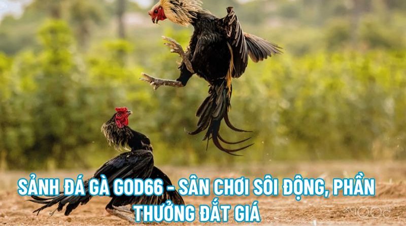 Sảnh Đá Gà God66 – Sân Chơi Sôi Động, Phần Thưởng Đắt Giá