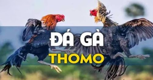 Đá gà Thomo: Sân chơi gà chọi uy tín hàng đầu