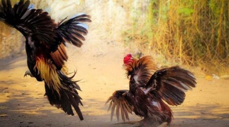 Đá gà OK9 – Sân chơi chọi kê đẳng cấp nhất mọi thời đại