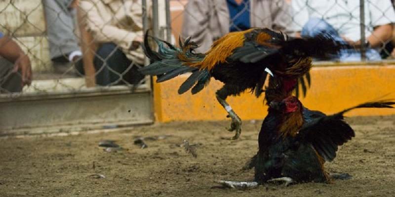  Trận đấu đá gà Thomo trên app PG88, kịch tính từng giây.