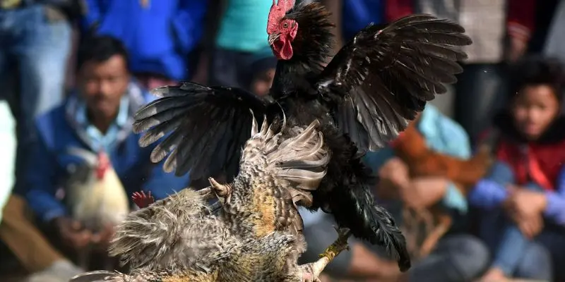 Các chiến kê chuẩn bị bước vào trận đấu kịch tính tại trường gà UU88