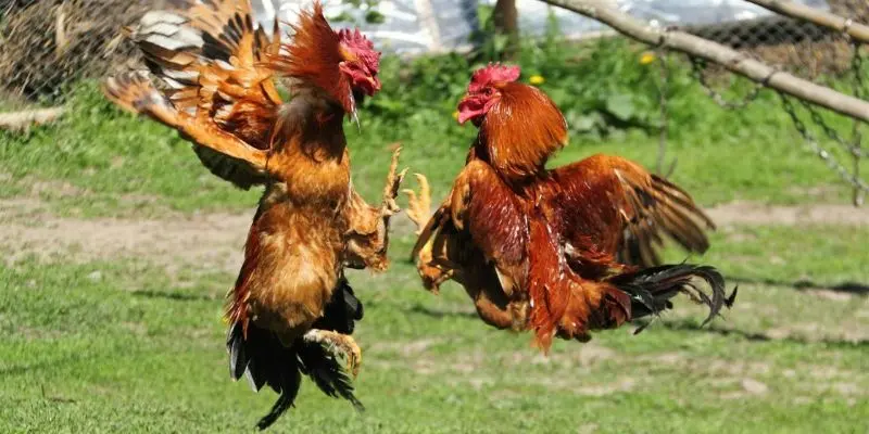 Giao diện cá cược đá gà trực tuyến sinh động, chân thực tại nhà cái UU88