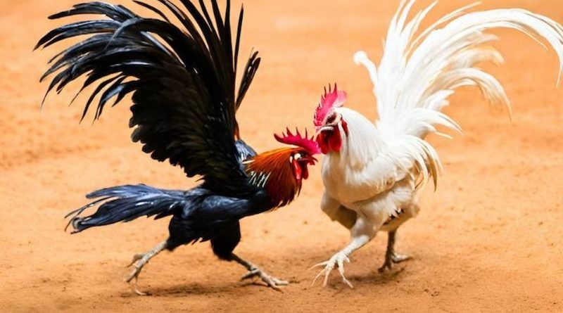 Đá Gà X88 – Sân Chơi Đỉnh Cao Hàng Đầu Khu Vực Châu Á