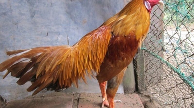 Vảy Linh Giáp Tử MU88 Khám Phá Sức Hút Từ Lối Chơi Đậm Chiến Thuật