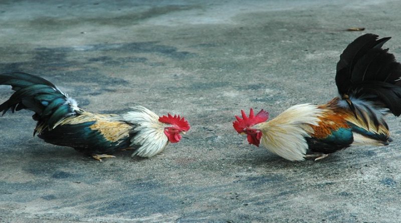 Nhà Cái CM88 – Sân Chơi Cá Cược Trực Tuyến Được Nhiều Người Tin Chọn