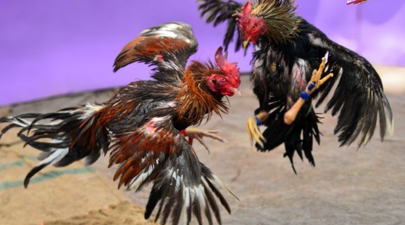 Bí kíp chơi đá gà cựa sắt từ a-z dành cho anh em bet thủ mới và lâu năm